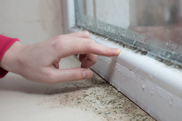 Best HVAC Mold Inspection and Cleaning  in Scott City, MO